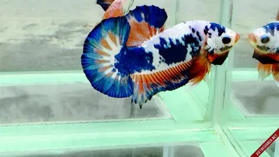 Сиамский петушок - рыбка с характером