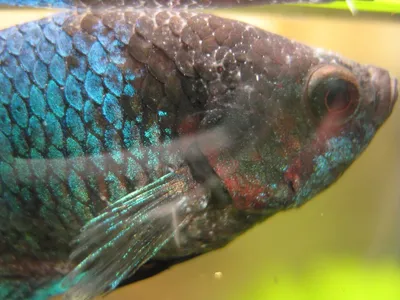 Рыбка петушок (рыба петух): уход, фото, сколько живет, болезни,  совместимость | Блог зоомагазина Zootovary.com