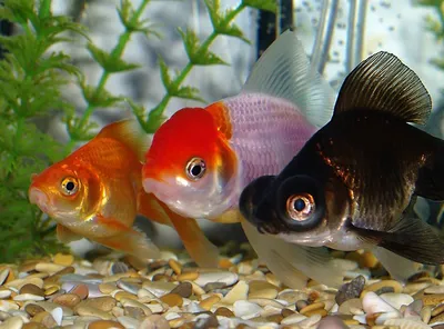 Рыбки Петушки (betta), бойцовые рыбки – содержание и уход, описание,  размножение, фото