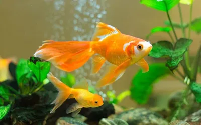 Золотая рыбка Комета (Comet Goldfish) 3 | Фотография