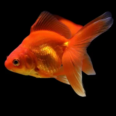 Изображение золотых рыбок Одинокая небольшая японская рыба плавает в  аквариуме, в конце вверх Прекрасные золотые рыбки в пресново Стоковое Фото  - изображение насчитывающей аквариум, изображение: 167879010