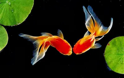 Аквариумные рыбки: яркий окрас – секреты природы - Бест Фиш