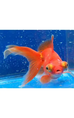 Картинка аквариум с рыбками для детей - 58 фото