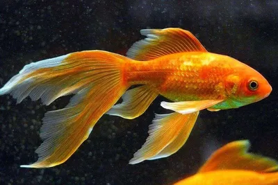 Купить корм для золотых рыбок Рыбята Золотая рыбка, с сюрпризом, гранулы,  25 г, цены на Мегамаркет | Артикул: 100023424769
