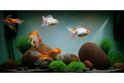 Лечение аквариумных рыб - Докторвет
