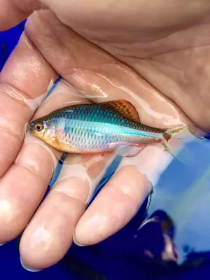 Выяснилось, что эти маленькие рыбки могут восстанавливать ткани сердца