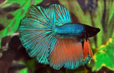 Рыбка Петушок: что важно знать о Betta splendens - DECOTOP.RU