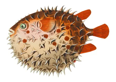Рыба фугу - самый дорогой и самый опасный деликатес Японии - Smaki-maki -  Сумы