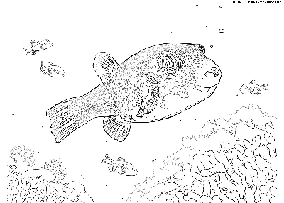 Гибрид рыба фугу +кот, реалистично …» — создано в Шедевруме