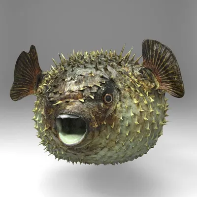Рыба Фугу - фото вязаной игрушки 1080x1080. Автор: Надежда Соколова.