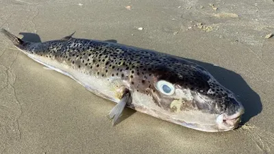Уха из рыбы фугу стала причиной смерти двух туристов в Приморье