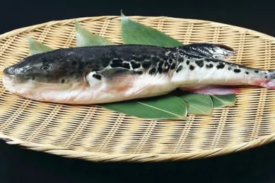 Рыба фугу: дорогой и крайне опасный деликатес | Рыбалка - рыбалочка! | Дзен