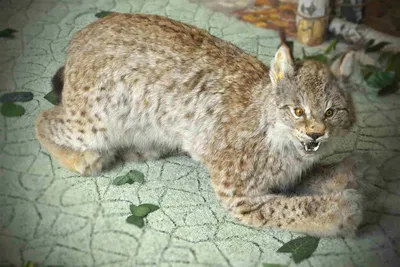 Обыкновенная рысь (Lynx lynx). Подробное описание экспоната, аудиогид,  интересные факты. Официальный сайт Artefact