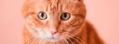 Картинки рыжих кошек фото
