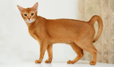 Рыжие кошки и котята: описание пород, факты и мифы про рыжий окрас