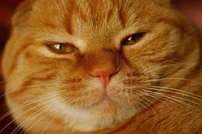 Союз рыжих: топ пород рыжих кошек | Часть 2 - Питомцы Mail.ru