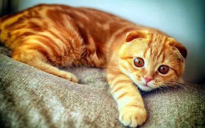 Породы кошек рыжие - 71 фото