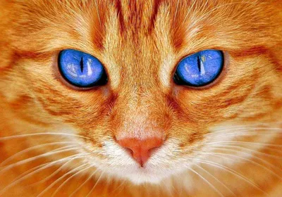 Кошка королева рыжих кошек» — создано в Шедевруме