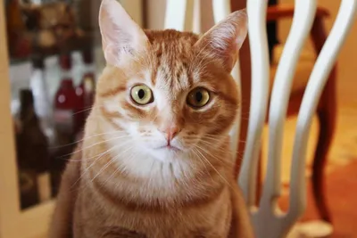 портрет рыжих кошек, торчащий язык Стоковое Изображение - изображение  насчитывающей пушисто, великобританское: 256350539