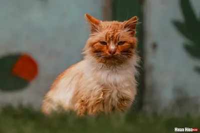 Рыжая кошка: красота и здоровье в одном флаконе» — создано в Шедевруме