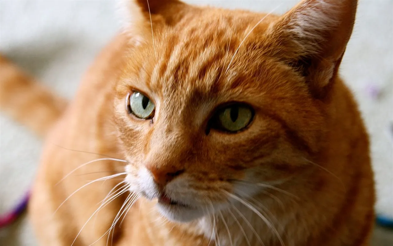 Породы кошек с рыжими глазами