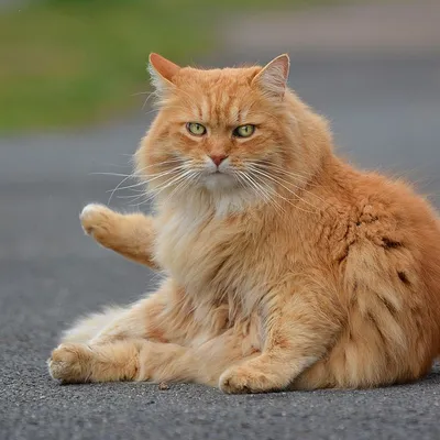 В Новосибирском зоопарке показали первое потомство ржаво-рыжих кошек
