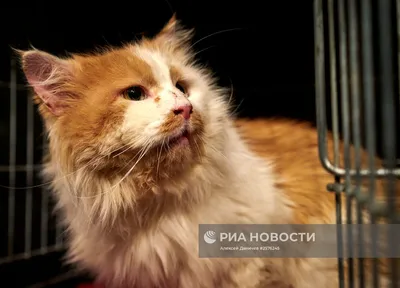 Фигурка \"рыжий кот\" (рыжая кошка, апельсиновая кошка) в интернет-магазине  Ярмарка Мастеров по цене 21292.5 ₽ – 2EDQ1BY | Мягкие игрушки, Москва -  доставка по России