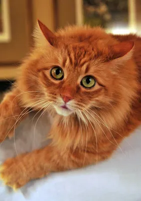 Рыжие коты: породы с фото, характер | Красивые кошки, Оранжевые кошки, Кошка  из приюта