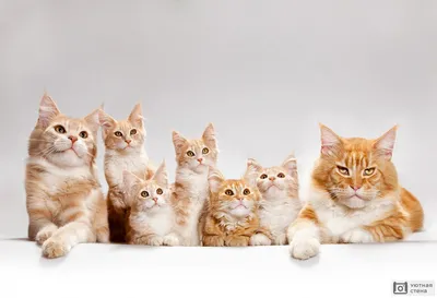 Правда ли, что все рыжие коты - самцы? Или это не так?