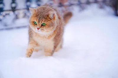 15 фото, которые показывают, почему рыжие коты — самые лучшие (16 фото) »  Невседома