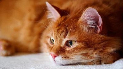 Рыжие коты - красивые картинки (100 фото) - KLike.net