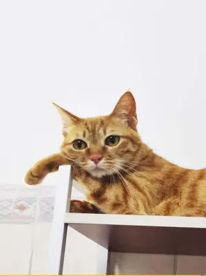 большой оранжевый кот с красными глазами, картинки рыжих кошек фон картинки  и Фото для бесплатной загрузки