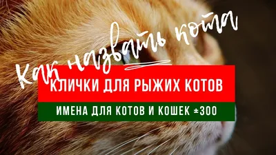 Рыжие кошки: как цвет шерсти влияет на характер животного? - kotello.ru