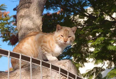 В Петербурге раздадут два десятка эрмитажных рыжих котов