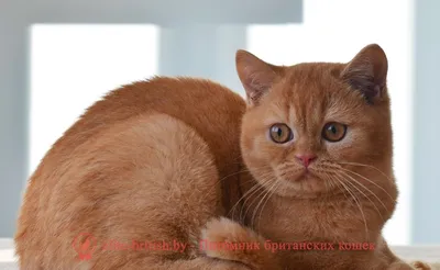 Как назвать рыжего кота? Прикольные и красивые клички/имена для рыжих кошек  и котов - YouTube