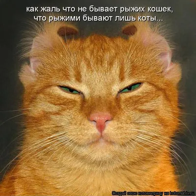 Потягушки. (Из жизни рыжих котов) :: Дмитрий (Горыныч) Симагин – Социальная  сеть ФотоКто