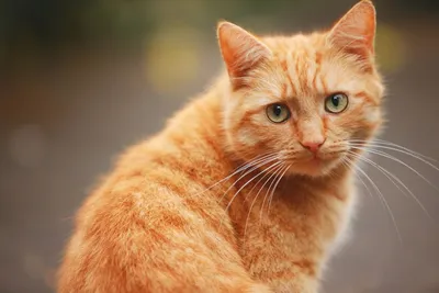 Рыжий котенок мальчик - картинки и фото koshka.top