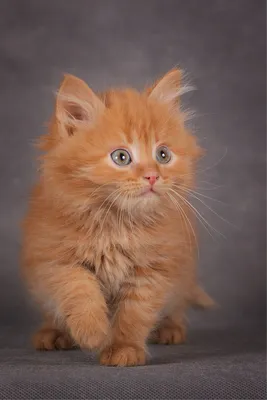 Маленький рыжий котенок. Stock Photo | Adobe Stock
