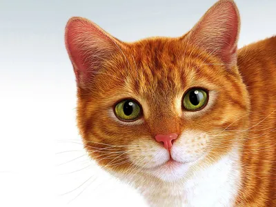 Найдены 4 рыжих котенка в Сергиевом Посаде | Pet911.ru