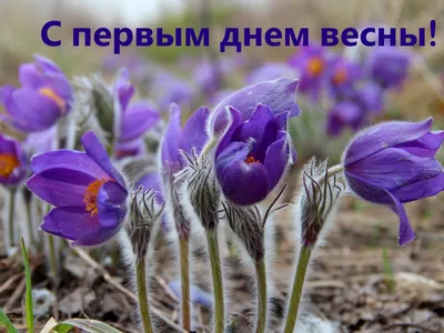 С Первым Днём Весны! | Наталья Бусырева | Дзен