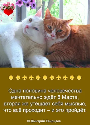 ЮМОР НА 8 МАРТА.. - Gif-анимация - Праздники, поздравления