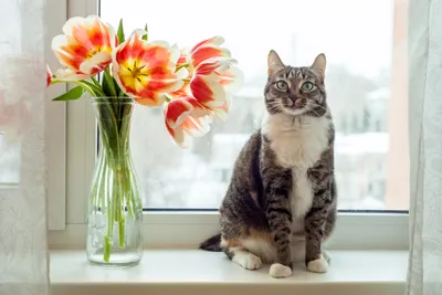 Открытки с кошками к 8 марта (нейросеть Midjourney) | Пикабу | Дзен