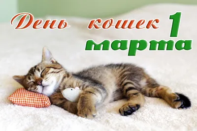 Чем опасно 8 марта для кошек. Найдена главная опасность | Питомцы Mail.ru |  Дзен