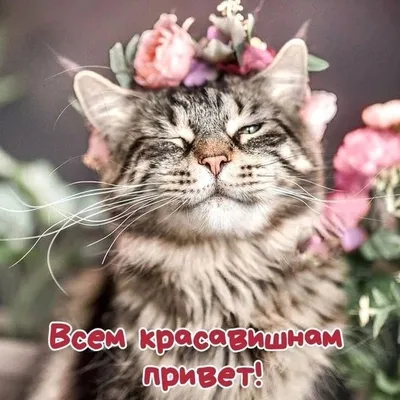 Корм для кошек PRO PLAN Live Clear стерилизованных индейка 2,8 кг купить по  цене 3851 ₽ с доставкой в Москве и России, отзывы, фото