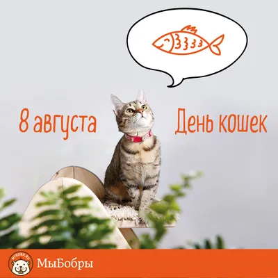 Опасные (ядовитые) цветы для кошек - Питомцы Mail.ru