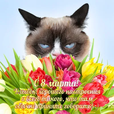 ГОВОРЯЩИЙ КОТ поздравляет с 8 Марта; TALKING CAT is wishing a happy Women's  Day — Видео | ВКонтакте