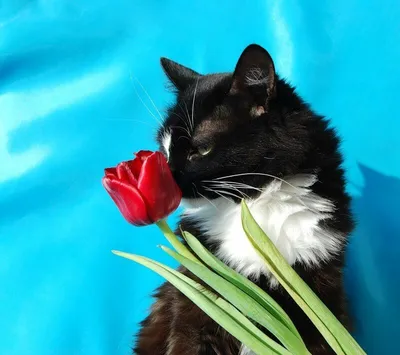 Милые картины с котятами: Новости магазинов в журнале Ярмарки Мастеров