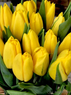 Букет Желтые тюльпаны - Доставкой цветов в Москве! 15605 товаров! Цены от  487 руб. Цветы Тут