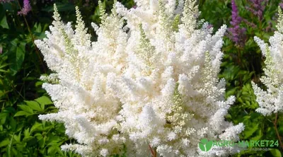 Кустарники, которые цветут белыми цветами: названия и фото красивых  растений | ivd.ru