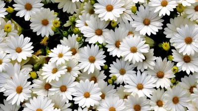 Букет их белых цветов - Cyprus Flower